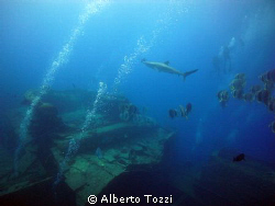 Thistlegorm,
an unusual visitor around the capitan`s cabin by Alberto Tozzi 